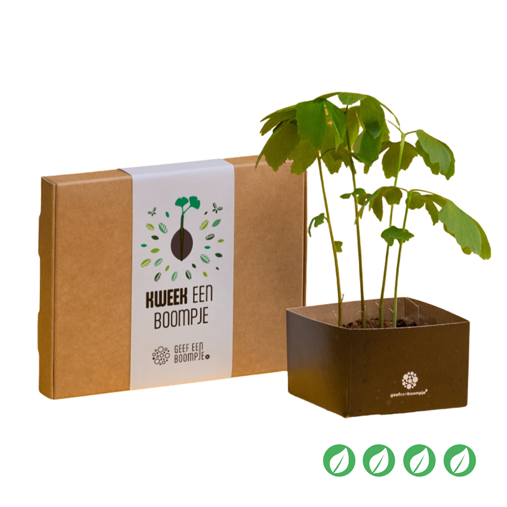 Kweek een boompje - Gingko Biloba 0aa_geb_set7__1.png