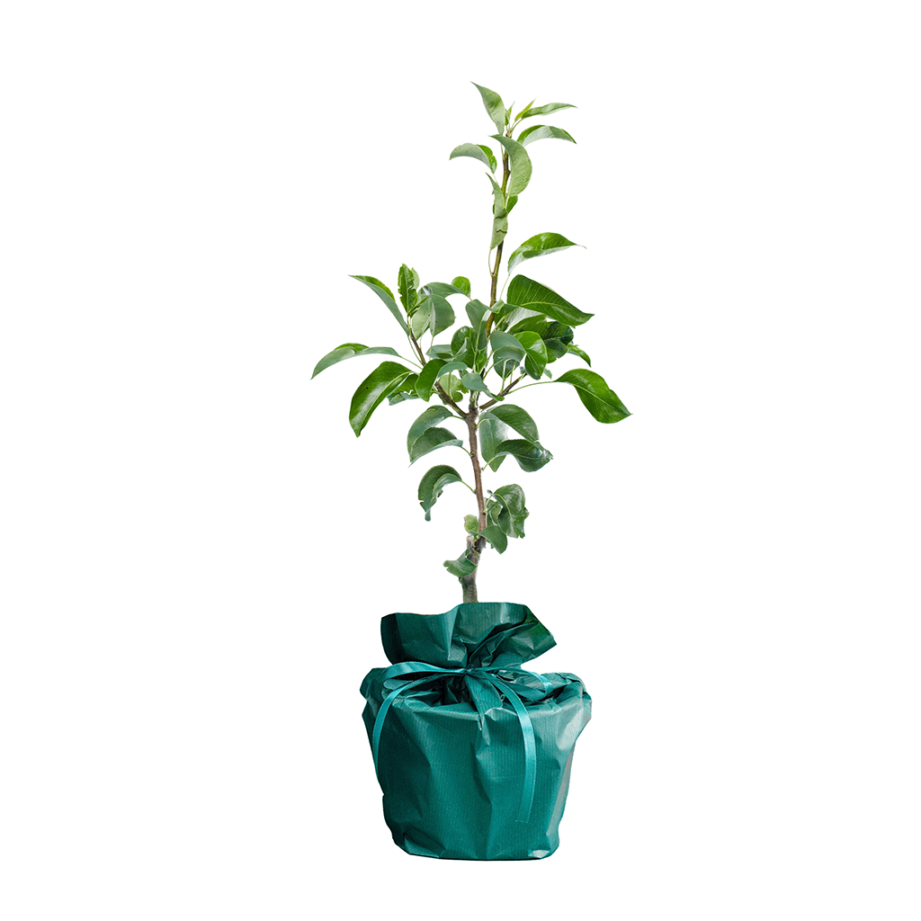 Geboorte boompje geboorte-boompje__3.png