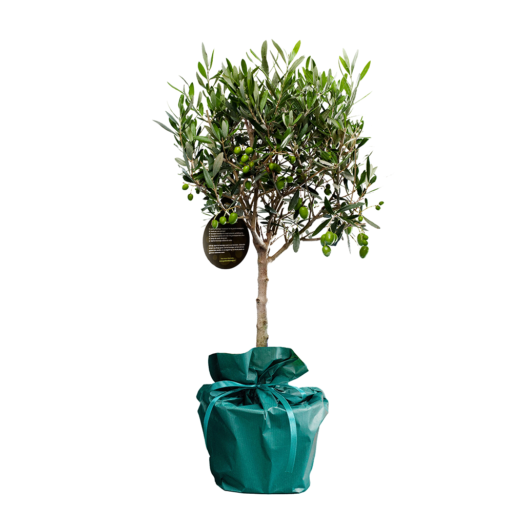 Felicitatie boompje gefelitree-boompje__4.png