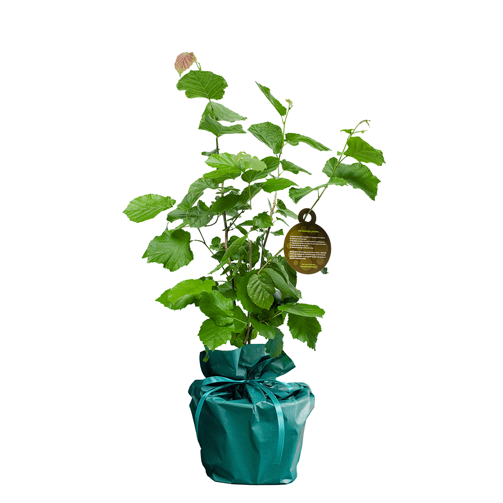 Felicitatie boompje gefelitree-boompje__5.png