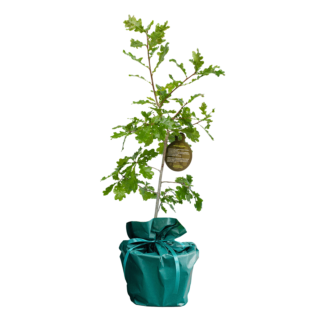 Housewarming boompje happynewhomeboom-eik__2.png