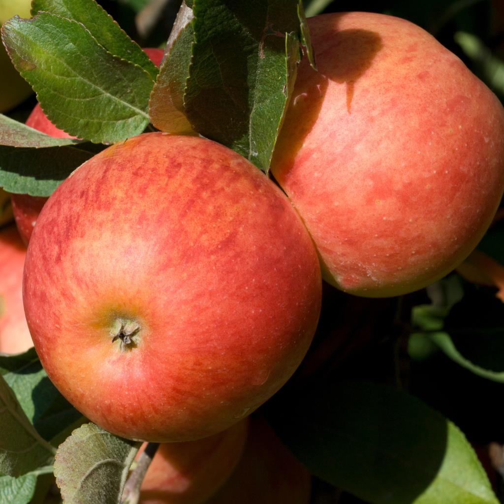 m_bkfruit__3.jpg