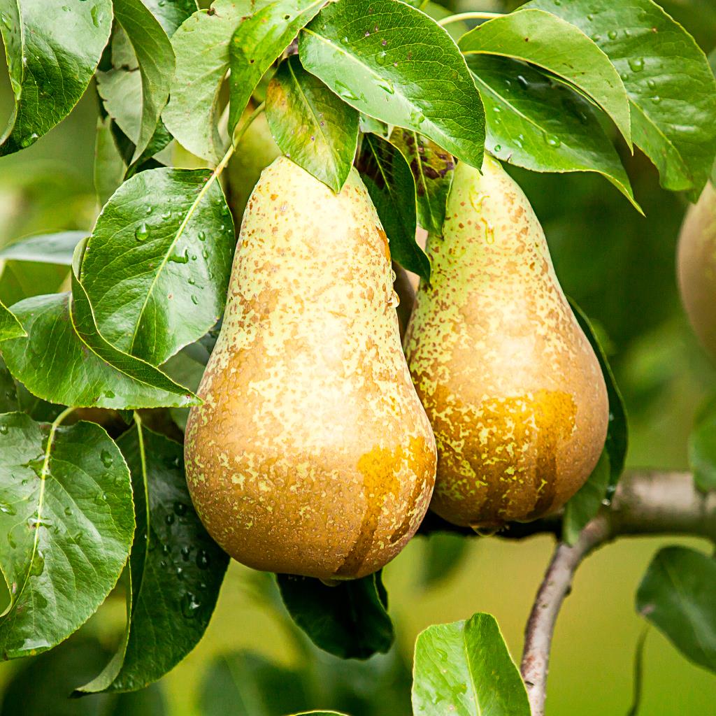 m_bkfruit__6.jpg