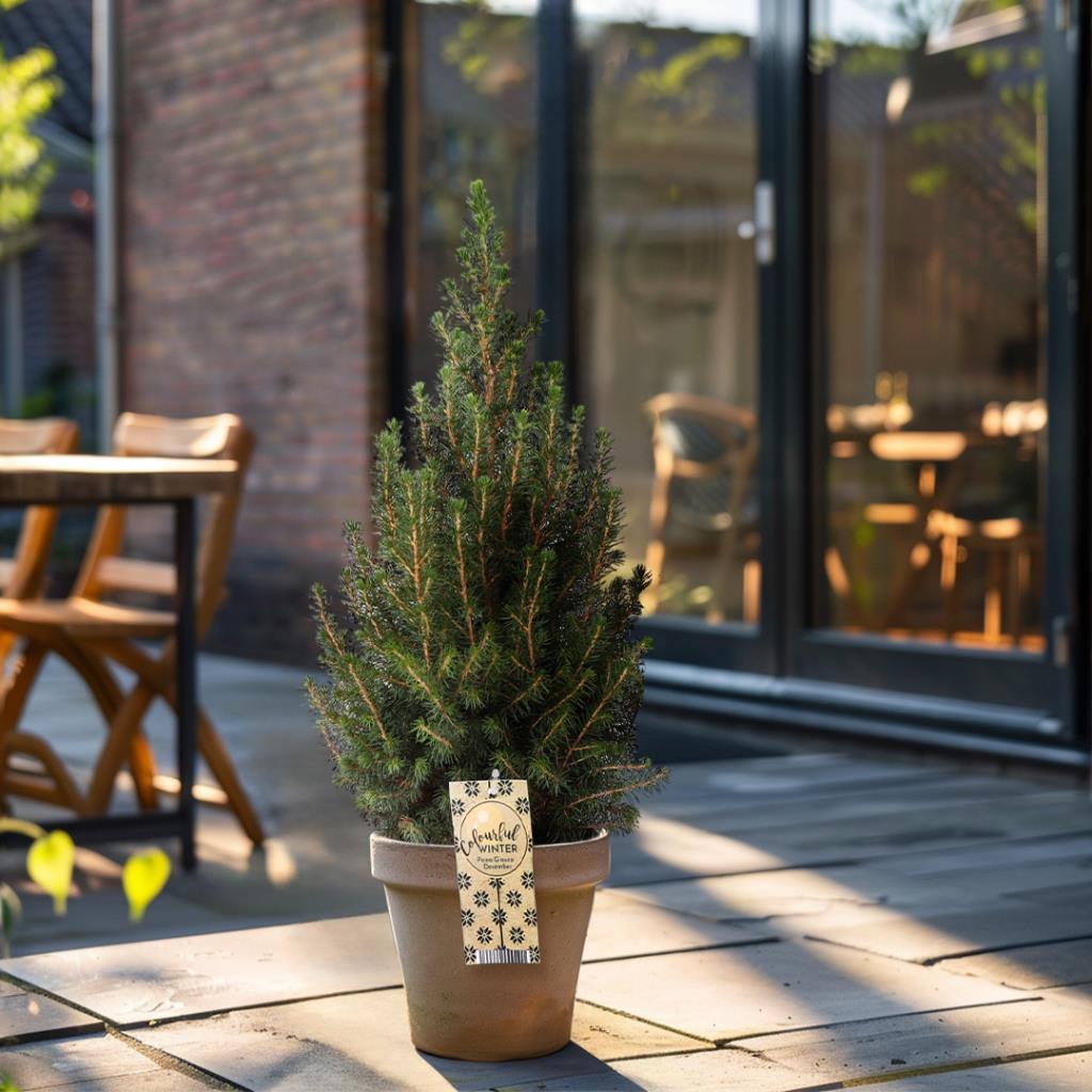 Boskoopse Kerstboom m_bkkerst__2.jpg