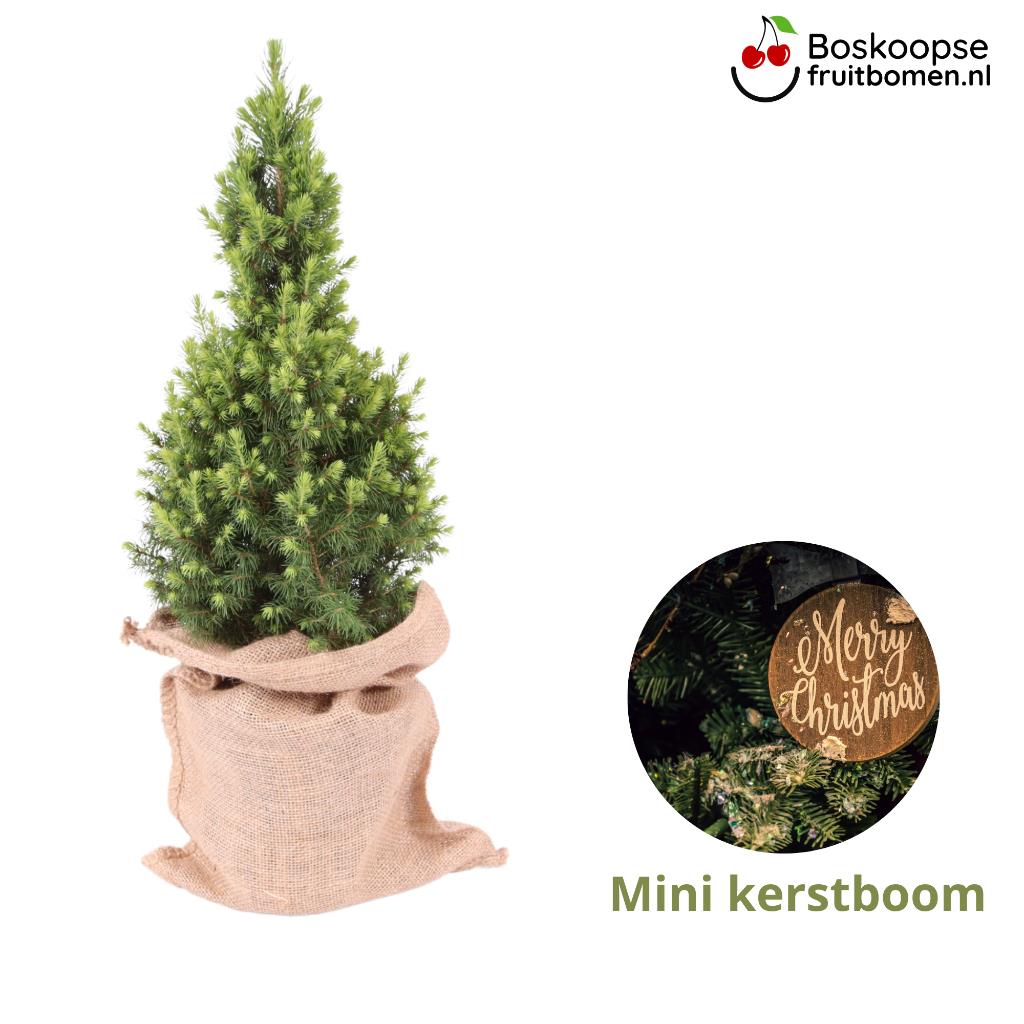 Boskoopse Kerstboom m_bkkerst__3.jpg