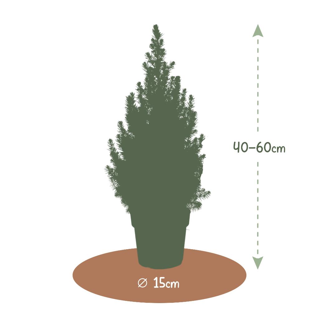 Boskoopse Kerstboom m_bkkerst__4.jpg