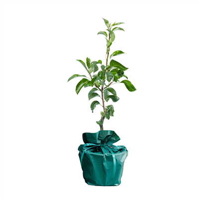 Geboorte boompje geboorte-boompje__3.png