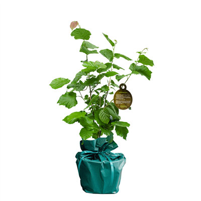 Geboorte boompje geboorte-boompje__4.png