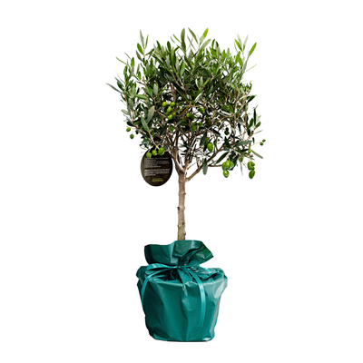 Felicitatie boompje gefelitree-boompje__4.png