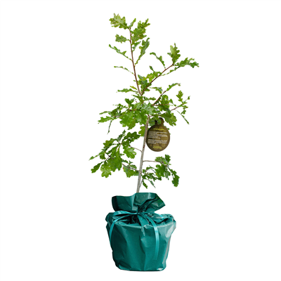 Housewarming boompje happynewhomeboom-eik__2.png