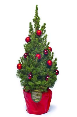 Oh Dennenboom KT_DENBOOM_KT_DENBOOM__1.jpg