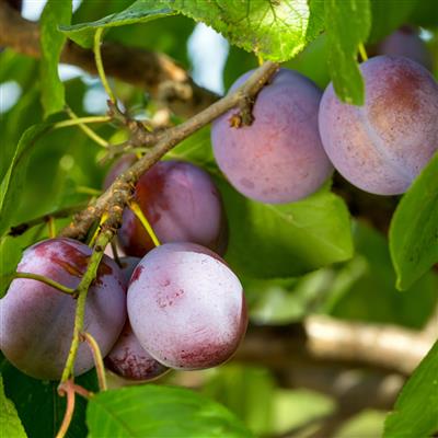 m_bkfruit__9.jpg