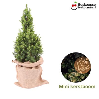 Boskoopse Kerstboom m_bkkerst__3.jpg