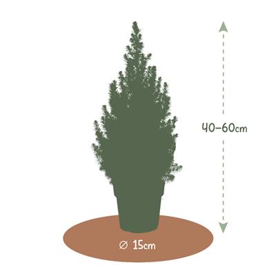 Boskoopse Kerstboom m_bkkerst__4.jpg