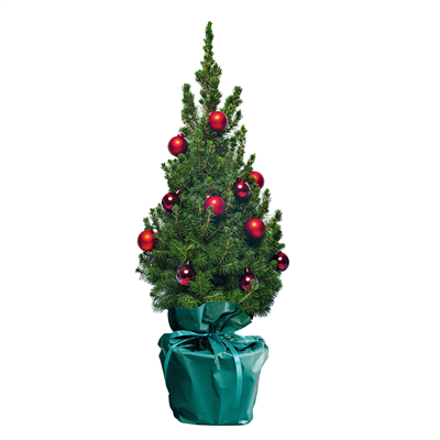 Oh Dennenboom kerstboom ohdennenboom-kerstboom__2.png